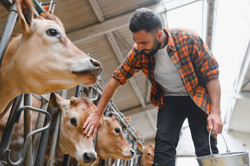 Farmer taking care of jersey cattle in dairy farm