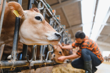 Jersey cow eating hay while farmer is working in stable