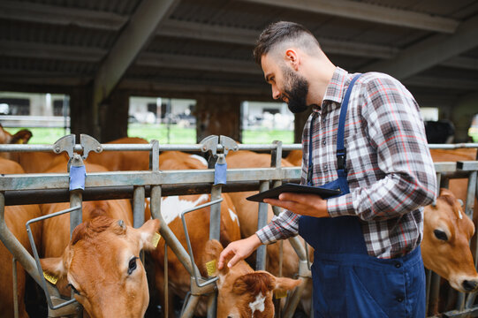 Farmer holding tablet and petting cow in modern barn