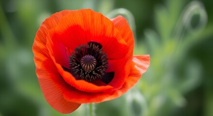 A beautiful close-up of a vibrant red poppy flower in full bloom outdoors