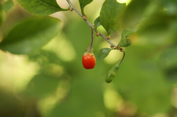 Goji berry (Lycium barbarum or Lycium chinense)