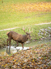 hirsch überquert fluss