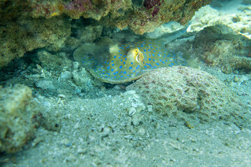 Blue spotted Ray on Ningaloo Coral Reef, Western Australia, Australia