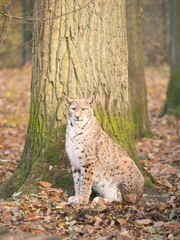 luchs in wald