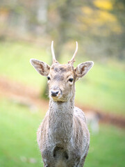 reh deer spießer schaut in kamera