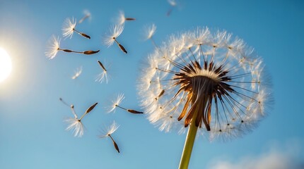 dandelion seed head