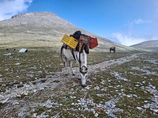 Donkey carrying supplies on Mount Olympus trail, Greece