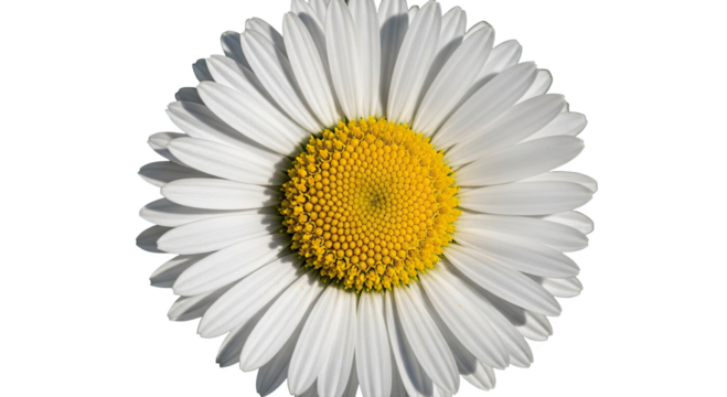 Close up of a single white daisy flower with a yellow center isolated on transparent background