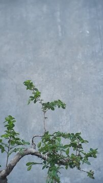 tree in the water