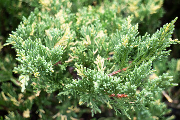 Variety plant decorate in landscaped garden,thailand