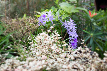 Variety plant decorate in landscaped garden,thailand