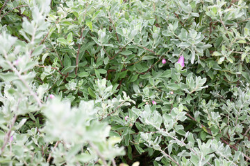 Variety plant decorate in landscaped garden,thailand