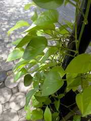 Urban gardening at home planting for sufficient economy