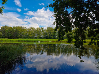 two white swans swim on lake. beautiful landscape with sky reflected in water
