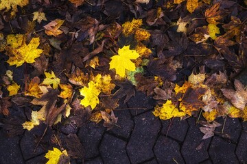 autumn leaves on the ground