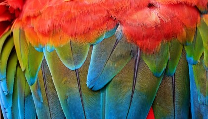 Obraz premium Vibrant Harlequin Macaw Feathers Texture Background Closeup Colorful Bird Plume Detail