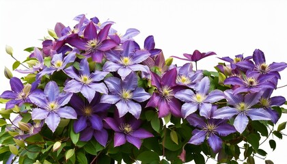 Flowering Vine Genus Clematis On A Transparent Background
