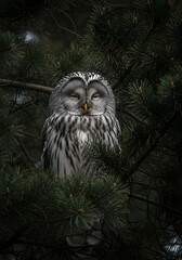 Majestic Owl Perched in Dark Pine Tree, Wildlife Nature Photography with Soft Focus and Moody Lighting

