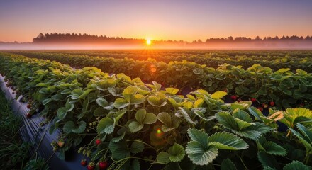 Sunrise Over Strawberry Field A Bountiful Harvest Awaits