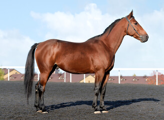 Horse. A thoroughbred horse of the Oryol Trotter breed. Harness racing. Trotting horse race. Side view. In full growth