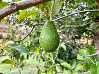 Green avocado fruit on a branch of avocado tree and garden background in  Güímar, Tenerife, Canary Islands, Spain