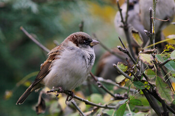 a sparrow sitting on a branch