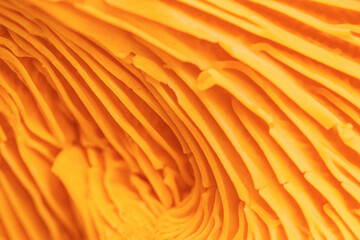 Abstract macro photo nature pattern from chanterelle mushrooms, close up texture of cap fungus. Bright vivid yellow orange colored backdrop, beauty nature, real forms and details, natural minimalism.