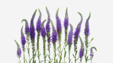 Natural blooming Purple flowers with green leaves as trend pattern on white background, minimal style aesthetic top view photo. Beautiful still life with wild field flower Veronica