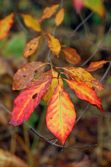 Macro image of Tupelo leaves in Autumn colours, Derbyshire England
