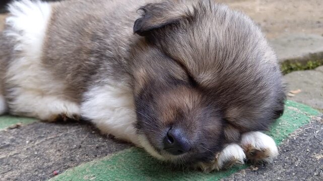 Small cute and sweet Pappy sleeping peacefully on the ground and love for pets, close up video of a cute brown Pappy.