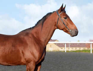 Horse. Portrait. Close-up. A thoroughbred horse of the Oryol Trotter breed. Harness racing. Trotting horse race