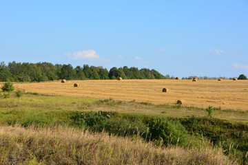 Obraz premium Golden Field with Hay Bales and a green forest Under a Blue Sky