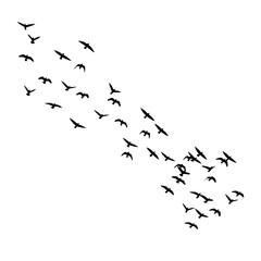birds in flight