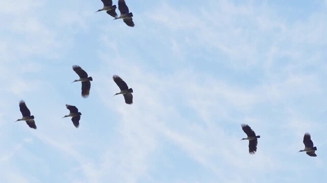 Flocks of migrating black ibises, along with the sound of birds chirping