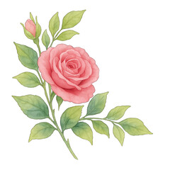 Pink rose flower with green leaves watercolor painting art