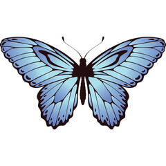 Beautiful Blue Butterfly With Intricate Wing Patterns Isolated On A White Background With Transparent Background For Easy Editing