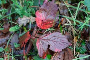 A leafy green plant with a red leaf on top