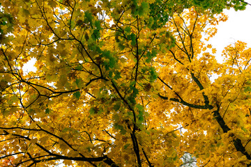 Autumn maple foliage against the sky. Yellow maple leaves on trees