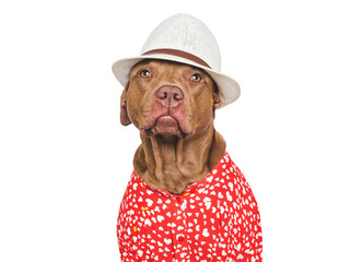 Cute dog, red shirt and sunhat. Isolated background
