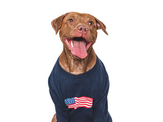 Lovable dog and T-shirt with American flag design