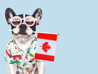 Cute puppy, sunglasses and Canadian Flag. Studio shot