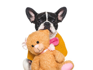 Cute puppy and Teddy bear. Studio shot