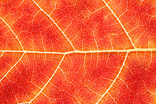 Detailed leaf structure background. High-resolution macro texture showing the detailed leaf veins and natural pattern of an autumn leaf in vibrant red and orange tones.