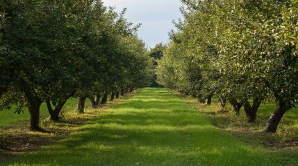 Apple Orchard With Rows Of Lush Green Trees. Agricultural Landscape Showcasing Fruit Cultivation