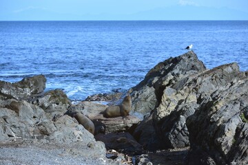 Fur Seal enjoying the sunshine