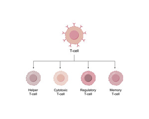 Types of T cell. Naive, regulatory and memory T Cell, helper T cell and cytotoxic T cell, CD Antigen Types., CD4 And CD8. Vector Illustration.