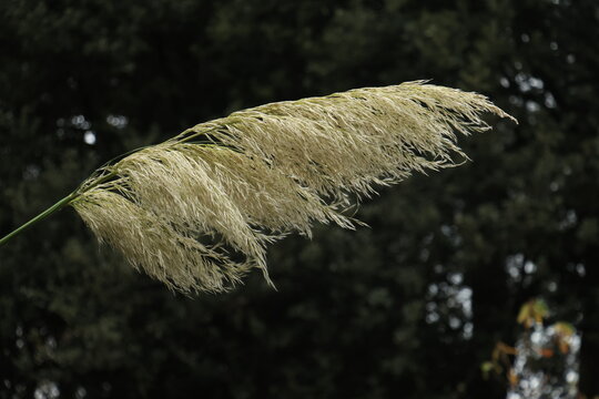 White plant against a dark background - Powered by Adobe