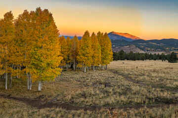 Autumn Aspen in Arizona