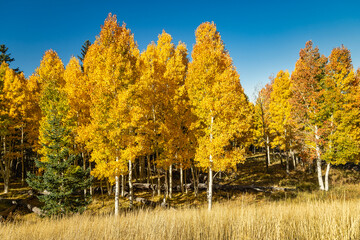 Autumn Aspen in Arizona