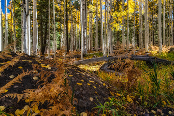 Autumn Aspen in Arizona